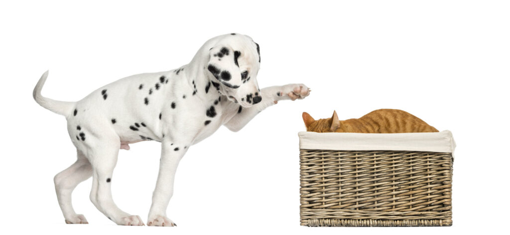 dalmatian puppy playing with a cat hiding in a PQKWCXA